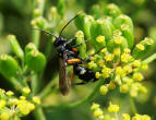 Cryptocheilus versicolor