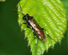 Macrophya alboannulata / albicincta