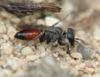 Miscophus bicolor / Grabwespe