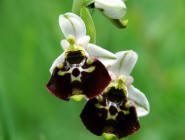 Ophrys holoserica