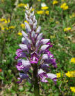 Orchis militaris