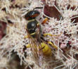 Philanthus triangulum