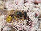 Philanthus triangulum / Bienenwolf