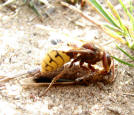 Vespa crabro / Hornisse