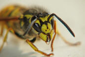 Vespula germanica / Deutsche Wespe