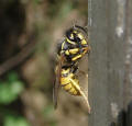 Vespula vulgaris / Gemeine Wespe