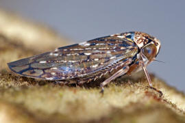 Acericerus heydenii / Bergahorn-Winkerzikade / Familie: Zwergzikaden - Cicadellidae / Unterordnung: Rundkopfzikaden - Cicadomorpha