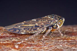 Acericerus heydenii / Bergahorn-Winkerzikade / Familie: Zwergzikaden - Cicadellidae / Unterordnung: Rundkopfzikaden - Cicadomorpha