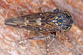 Acericerus heydenii / Bergahorn-Winkerzikade / Familie: Zwergzikaden - Cicadellidae / Unterordnung: Rundkopfzikaden - Cicadomorpha