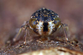 Acericerus heydenii / Bergahorn-Winkerzikade / Familie: Zwergzikaden - Cicadellidae / Unterordnung: Rundkopfzikaden - Cicadomorpha