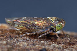 Acericerus ribauti / Ribauts Winkerzikade / Familie: Zwergzikaden - Cicadellidae / Unterordnung: Rundkopfzikaden - Cicadomorpha