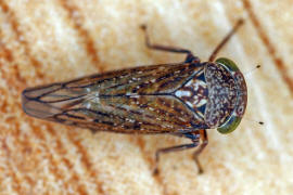 Acericerus ribauti / Ribauts Winkerzikade / Familie: Zwergzikaden - Cicadellidae / Unterordnung: Rundkopfzikaden - Cicadomorpha