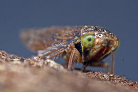 Acericerus ribauti / Ribauts Winkerzikade / Familie: Zwergzikaden - Cicadellidae / Unterordnung: Rundkopfzikaden - Cicadomorpha