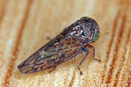 Acericerus ribauti / Ribauts Winkerzikade / Familie: Zwergzikaden - Cicadellidae / Unterordnung: Rundkopfzikaden - Cicadomorpha