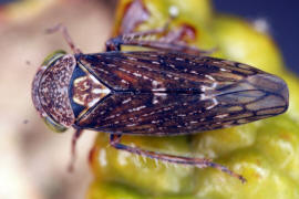 Acericerus ribauti / Ribauts Winkerzikade / Familie: Zwergzikaden - Cicadellidae / Unterordnung: Rundkopfzikaden - Cicadomorpha