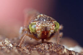 Acericerus ribauti / Ribauts Winkerzikade / Familie: Zwergzikaden - Cicadellidae / Unterordnung: Rundkopfzikaden - Cicadomorpha