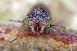 Acericerus ribauti / Ribauts Winkerzikade / Familie: Zwergzikaden - Cicadellidae / Unterordnung: Rundkopfzikaden - Cicadomorpha