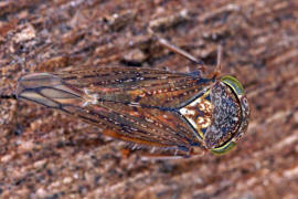 Acericerus ribauti / Ribauts Winkerzikade / Familie: Zwergzikaden - Cicadellidae / Unterordnung: Rundkopfzikaden - Cicadomorpha