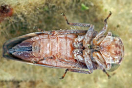 Acericerus ribauti / Ribauts Winkerzikade / Familie: Zwergzikaden - Cicadellidae / Unterordnung: Rundkopfzikaden - Cicadomorpha