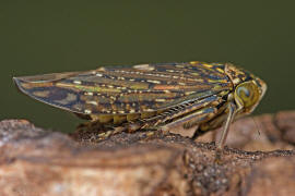 Acericerus heydenii / Bergahorn-Winkerzikade / Familie: Zwergzikaden - Cicadellidae / Unterordnung: Rundkopfzikaden - Cicadomorpha