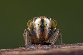 Acericerus heydenii / Bergahorn-Winkerzikade / Familie: Zwergzikaden - Cicadellidae / Unterordnung: Rundkopfzikaden - Cicadomorpha