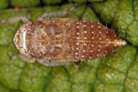 Allygidius spec. Larve / Zwergzikaden - Cicadellidae / Zirpen - Deltocephalinae / Unterordnung: Rundkopfzikaden - Cicadomorpha