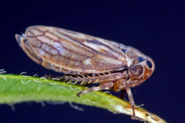 Anaceratagallia ribauti / Wiesen-Dickkopfzikade / Zwergzikaden - Cicadellidae / Dickkopfzikaden - Agalliinae / Unterordnung: Rundkopfzikaden - Cicadomorpha