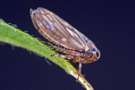 Anaceratagallia ribauti / Wiesen-Dickkopfzikade / Zwergzikaden - Cicadellidae / Dickkopfzikaden - Agalliinae / Unterordnung: Rundkopfzikaden - Cicadomorpha