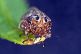 Anaceratagallia ribauti / Wiesen-Dickkopfzikade / Zwergzikaden - Cicadellidae / Dickkopfzikaden - Agalliinae / Unterordnung: Rundkopfzikaden - Cicadomorpha