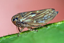 Anaceratagallia ribauti / Wiesen-Dickkopfzikade / Zwergzikaden - Cicadellidae / Dickkopfzikaden - Agalliinae / Unterordnung: Rundkopfzikaden - Cicadomorpha