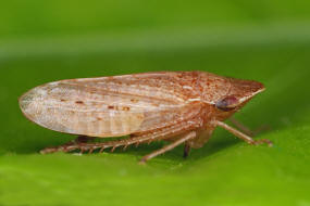 Aphrodes makarovi / Wiesenerdzikade / Zwergzikaden - Cicadellidae / Unterordnung: Rundkopfzikaden - Cicadomorpha