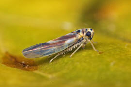 Arboridia ribauti / Hakenblattzikade / Zwergzikaden - Cicadellidae / Blattzikaden - Typhlocybinae / Unterordnung: Rundkopfzikaden - Cicadomorpha