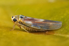 Arboridia ribauti / Hakenblattzikade / Zwergzikaden - Cicadellidae / Blattzikaden - Typhlocybinae / Unterordnung: Rundkopfzikaden - Cicadomorpha