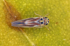 Arboridia ribauti / Hakenblattzikade / Zwergzikaden - Cicadellidae / Blattzikaden - Typhlocybinae / Unterordnung: Rundkopfzikaden - Cicadomorpha