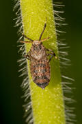 Asiraca clavicornis / Schaufel-Spornzikade / Familie: Spornzikaden - Delphacidae / Unterfamilie: Asiracinae / Unterordnung: Spitzkopfzikaden - Fulgoromorpha