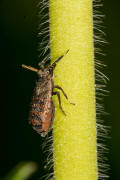 Asiraca clavicornis / Schaufel-Spornzikade / Familie: Spornzikaden - Delphacidae / Unterfamilie: Asiracinae / Unterordnung: Spitzkopfzikaden - Fulgoromorpha