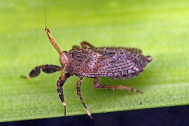 Asiraca clavicornis / Schaufel-Spornzikade / Familie: Spornzikaden - Delphacidae / Unterfamilie: Asiracinae / Unterordnung: Spitzkopfzikaden - Fulgoromorpha