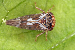 Balcanocerus pruni / Kleine Schlehenwinkerzikade / Zwergzikaden - Cicadellidae - Idiocerinae / Unterordnung: Rundkopfzikaden - Cicadomorpha