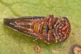 Balcanocerus pruni / Kleine Schlehenwinkerzikade / Zwergzikaden - Cicadellidae - Idiocerinae / Unterordnung: Rundkopfzikaden - Cicadomorpha