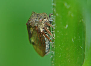 Centrotus cornutus / Dornzikade