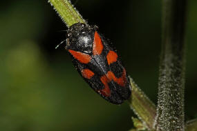 Cercopis vulnerata / Gemeine Blutzikade / Familie: Blutzikaden - Cercopidae / Unterordnung: Rundkopfzikaden - Cicadomorpha