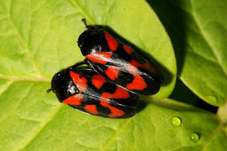 Cercopis vulnerata / Gemeine Blutzikade / Familie: Blutzikaden - Cercopidae / Unterordnung: Rundkopfzikaden - Cicadomorpha