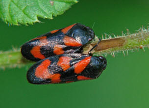 Cercopis vulnerata / Gemeine Blutzikade / Familie: Blutzikaden - Cercopidae / Unterordnung: Rundkopfzikaden - Cicadomorpha 