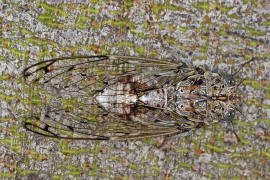 Cicada orni / Manna-Zikade / Eschenzikade / Manna-Singzikade / Singzikaden - Cicadidae / Rundkopfzikaden - Cicadomorpha