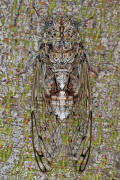 Cicada orni / Manna-Zikade / Eschenzikade / Manna-Singzikade / Singzikaden - Cicadidae / Rundkopfzikaden - Cicadomorpha