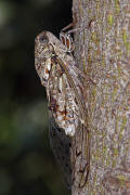 Cicada orni / Manna-Zikade / Eschenzikade / Manna-Singzikade / Singzikaden - Cicadidae / Rundkopfzikaden - Cicadomorpha