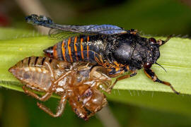 Cicadetta montana s.l. / Berg-Singzikade / Singzikaden - Cicadidae / Rundkopfzikaden - Cicadomorpha