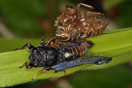 Cicadetta montana s.l. / Berg-Singzikade / Singzikaden - Cicadidae / Rundkopfzikaden - Cicadomorpha