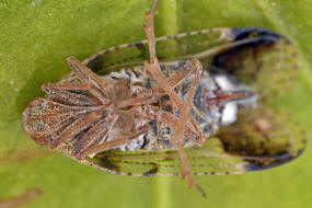 Cixius cunicularius / Busch-Glasflgelzikade / Glasflgelzikaden - Cixiidae / Unterordnung: Spitzkopfzikaden - Fulgoromorpha