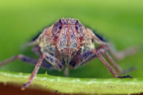 Cixius cunicularius / Busch-Glasflgelzikade / Glasflgelzikaden - Cixiidae / Unterordnung: Spitzkopfzikaden - Fulgoromorpha